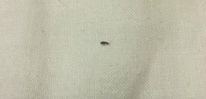 Identifying Tiny Black Insects