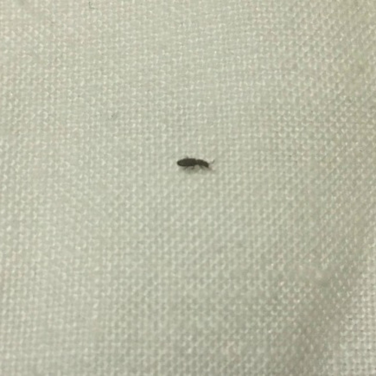 Identifying Tiny Black Insects Tx5 