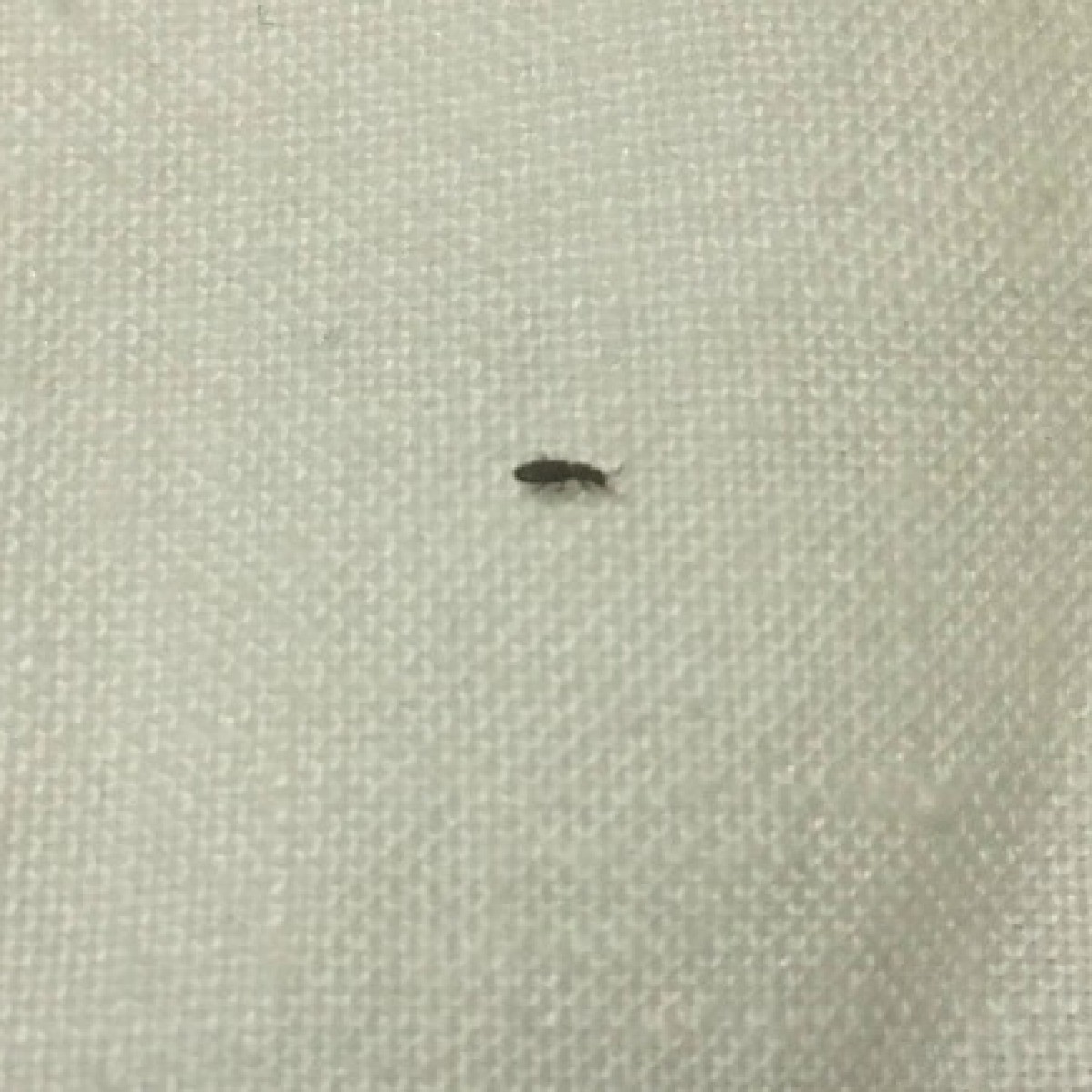 Identifying Tiny Black Insects ThriftyFun