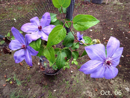 October Blooming Clematis (Elsa Spath) - light purple clematis