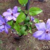 October Blooming Clematis (Elsa Spath) - light purple clematis