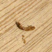 Identifying a Tiny Bug Found in My Sock Drawer - long segmented tan insect