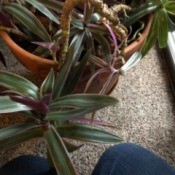 Identifying a Houseplant - trailing plant