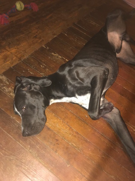 Year Old Great Dane Losing Weight