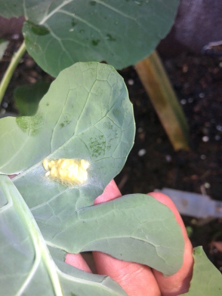 Identifying Garden Insect Eggs