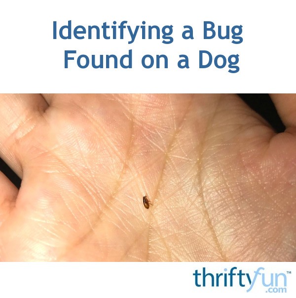 Identifying A Bug Found On A Dog ThriftyFun   Identifying A Bug Found On A Dog 1 Fancy6 