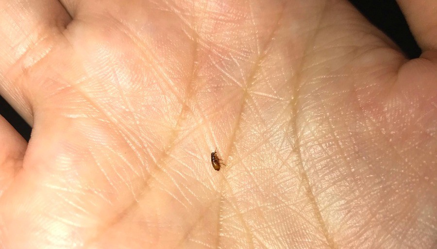 Identifying A Bug Found On A Dog 1 X6 