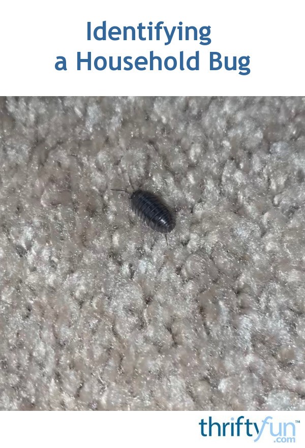 tiny beetles in house uk