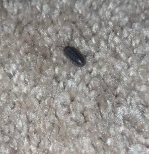 Identifying a Household Bug - sow bug