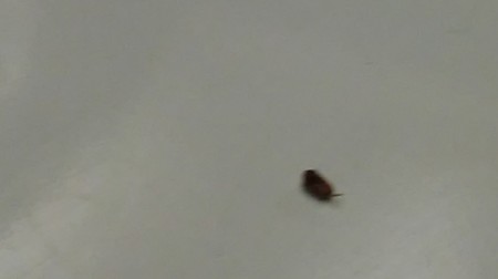 Getting Rid of Small Brown Bugs - dark bug