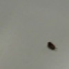 Getting Rid of Small Brown Bugs - dark bug