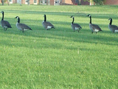 Canadian Geese walking in a row