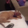 Dog Peeing on Owner's Bed - reddish brown Chihuahua