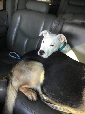 What Breed Is My Dog? - white dog on car seat behind a larger dog