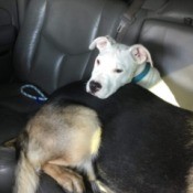 What Breed Is My Dog? - white dog on car seat behind a larger dog