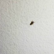 Identifying Small Black Bugs - black bug