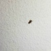 Identifying Small Black Bugs - black bug