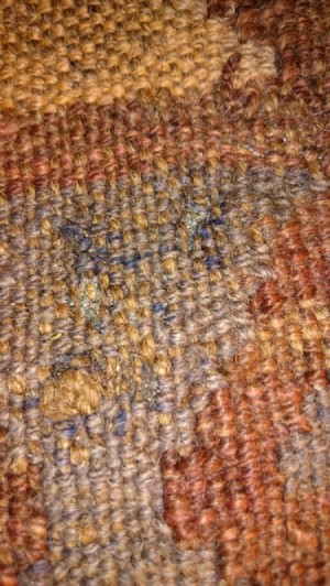 Identifying Insect Eggs on Wool Fabric