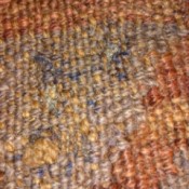 Identifying Insect Eggs on Wool Fabric