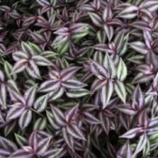 Growing Wandering Jew (Tradescantia) - closeup of the green and purple leaves