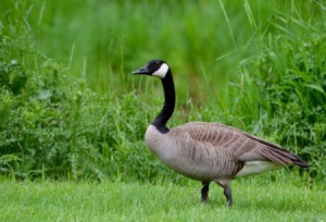 Canada Goose on green grass.