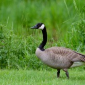 Canada Goose on green grass.