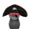 Grey cat in a pirate costume.