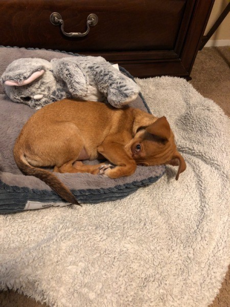 What Breed is My Chihuahua Mixed With?