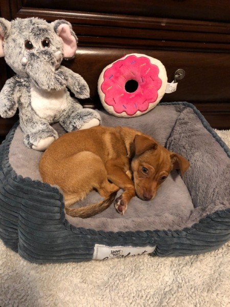 What Breed is My Chihuahua Mixed With?