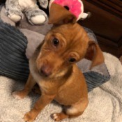 What Breed is My Chihuahua Mixed With? - brown puppy with head cocked