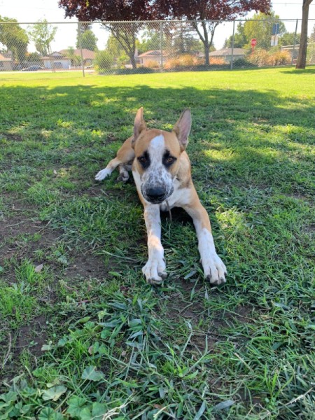 What Breed Is My Dog?