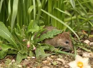 Rat in a garden bed.