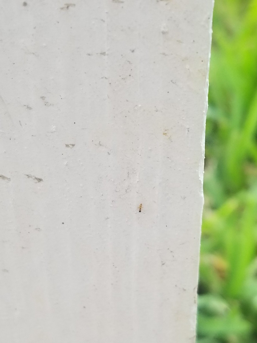 Getting Rid of Tiny Black Bugs? ThriftyFun