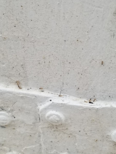 Getting Rid of Tiny Black Bugs