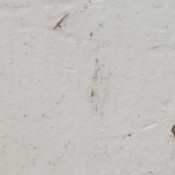 Getting Rid of Tiny Black Bugs