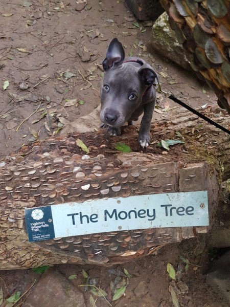 Puppy Peeing Where She Sleeps - gray puppy