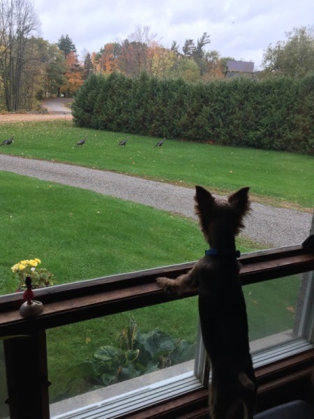 Happy (Yorkie) - watching wild turkeys