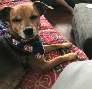 What Breed Is My Chihuahua
 Mixed With? - small brown dog on a couch