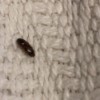 What Is This Bug? - long dark brown or black bug