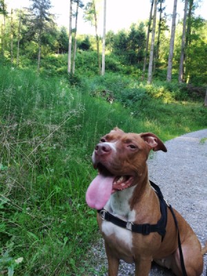 Is My Dog an American Pit Bull   Terrier? - dog with her tongue hanging out