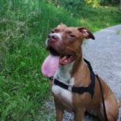 Is My Dog an American Pit Bull Terrier? - dog with her tongue hanging out