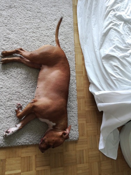 Is My Dog an American Pit Bull Terrier?