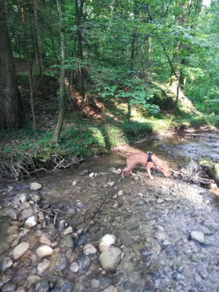 Is My Dog an American Pit Bull Terrier?