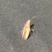 What Is This Bug? - tan and grayish green bug