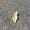 What Is This Bug? - tan and grayish green bug