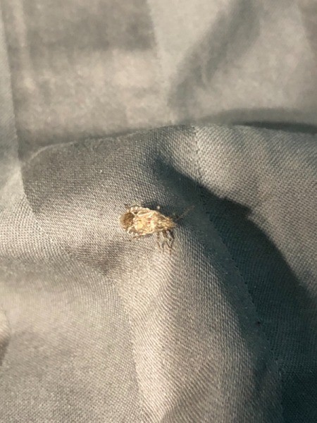 What Is This Bug?
