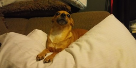 Chevy (Chihuahua/Jack Russell)