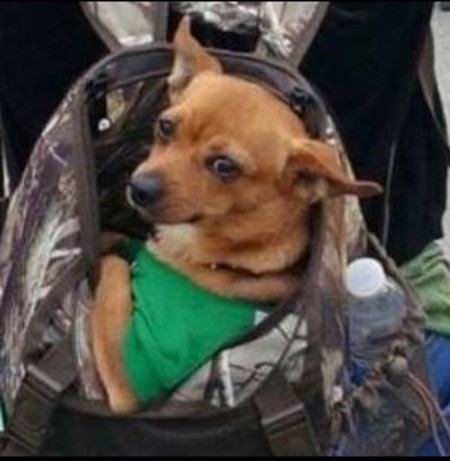 Chevy (Chihuahua/Jack Russell) - in a backpack