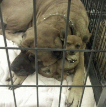 Chevy (Chihuahua/Jack Russell)