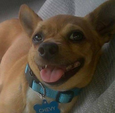 Chevy (Chihuahua/Jack Russell)
